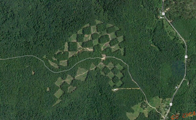 Một khu rừng khác cũng có hình bàn cờ tương tự